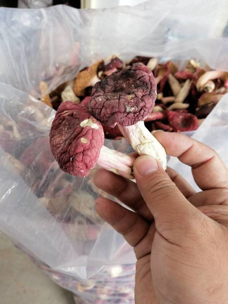 红菇干货物美价廉500克
