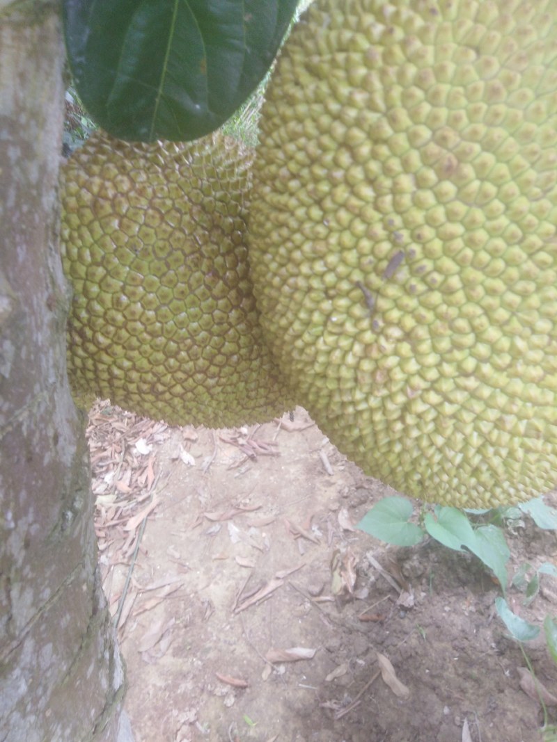 农家湿包菠萝蜜口感特好