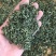 微山湖荷叶茶荷叶尖2026年荷叶丝茶微山湖条形荷叶