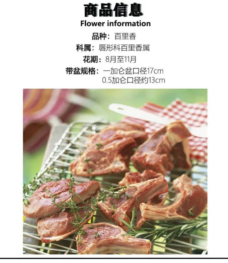 百里香盆栽新鲜调料叶可食用香料西餐牛排用薄荷迷迭香