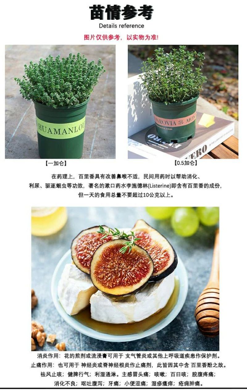百里香盆栽新鲜调料叶可食用香料西餐牛排用薄荷迷迭香