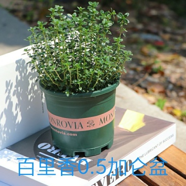 百里香盆栽新鲜调料叶可食用香料西餐牛排用薄荷迷迭香