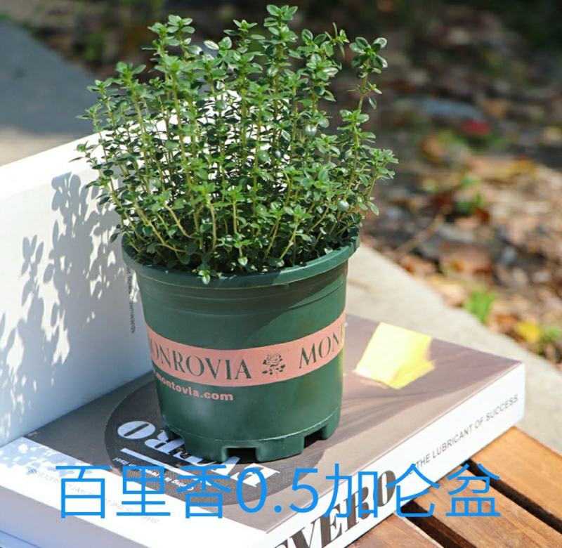 百里香盆栽新鲜调料叶可食用香料西餐牛排用薄荷迷迭香