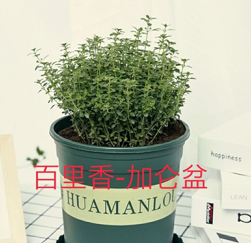 百里香盆栽新鲜调料叶可食用香料西餐牛排用薄荷迷迭香