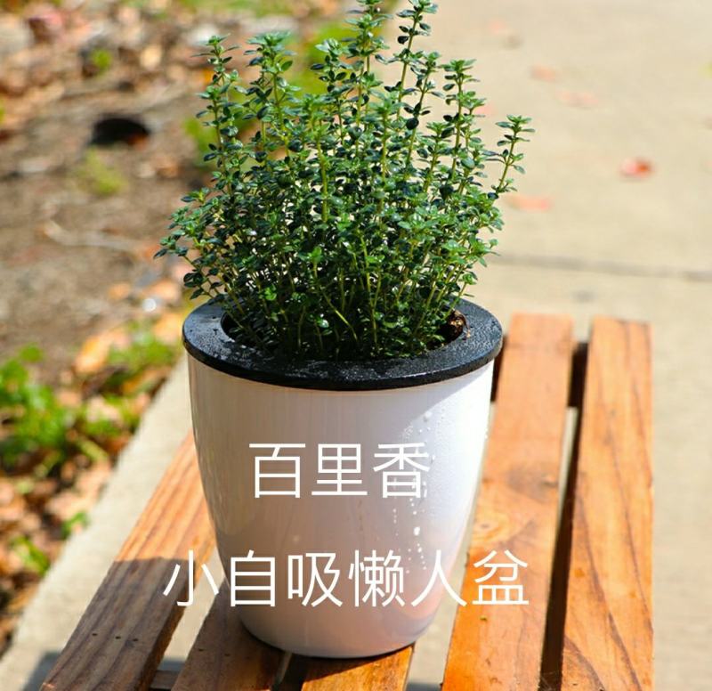 百里香盆栽新鲜调料叶可食用香料西餐牛排用薄荷迷迭香
