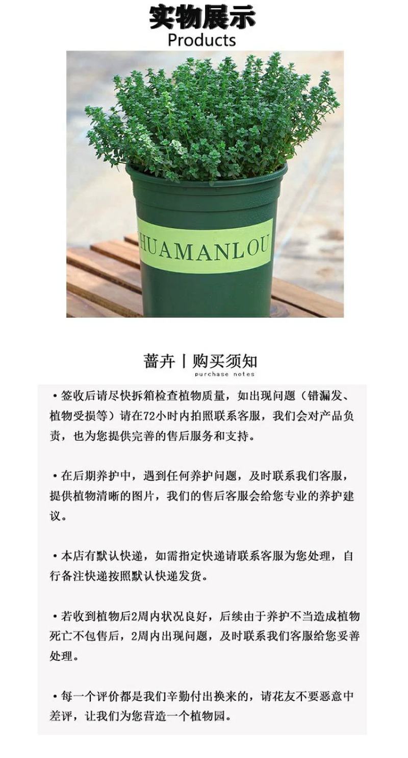 百里香盆栽新鲜调料叶可食用香料西餐牛排用薄荷迷迭香