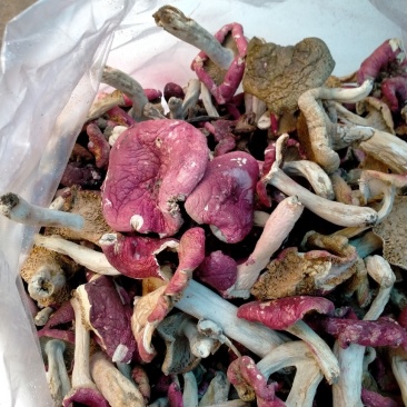 森林里的土菌，炖汤的好材料但是活菌子不能吃哦