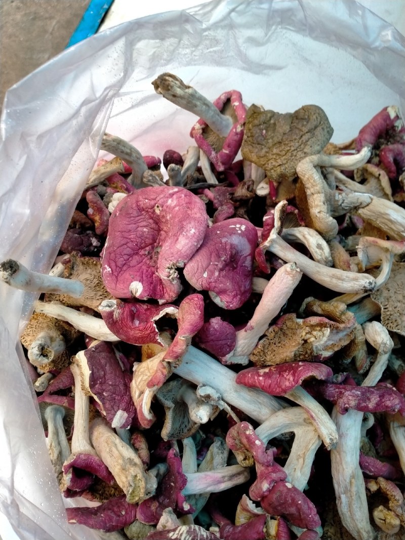 森林里的土菌，炖汤的好材料但是活菌子不能吃哦