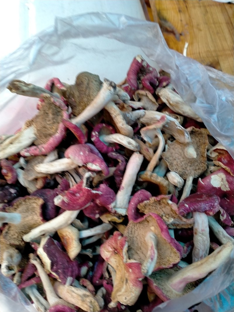 森林里的土菌，炖汤的好材料但是活菌子不能吃哦