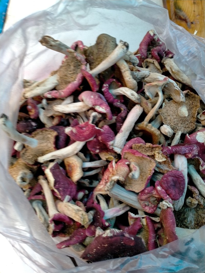 森林里的土菌，炖汤的好材料但是活菌子不能吃哦