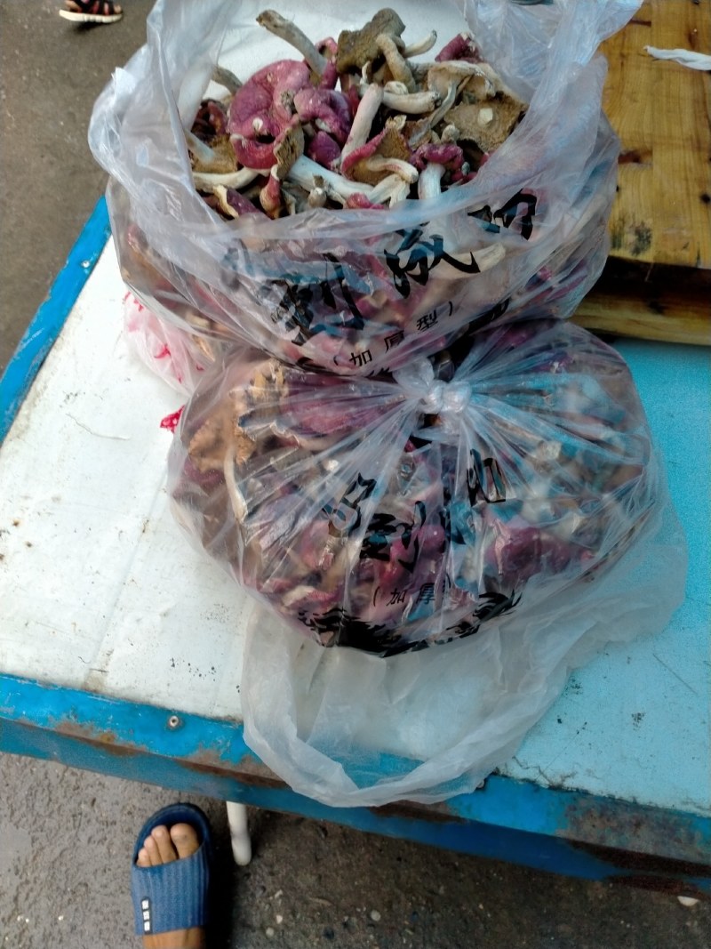森林里的土菌，炖汤的好材料但是活菌子不能吃哦