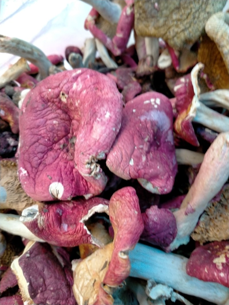森林里的土菌，炖汤的好材料但是活菌子不能吃哦