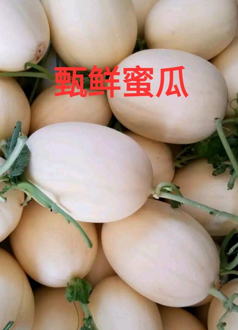 东方蜜1号甜瓜百万亩基地欢迎考察合作