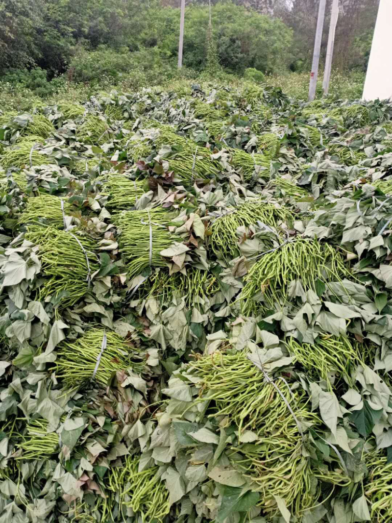 精品西瓜红苗大水田番薯苗高质量高产量山芋红薯苗普薯32