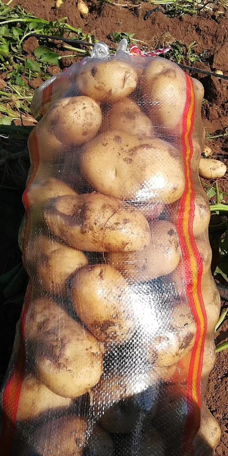 张家口尚义每天各种系列荷兰土豆大量供应，