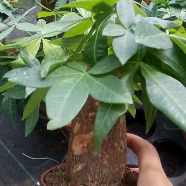 发财树，包邮，绿植小盆栽是室内摆放之优品有去甲醇之功效