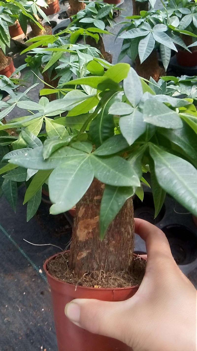 发财树，包邮，绿植小盆栽是室内摆放之优品有去甲醇之功效