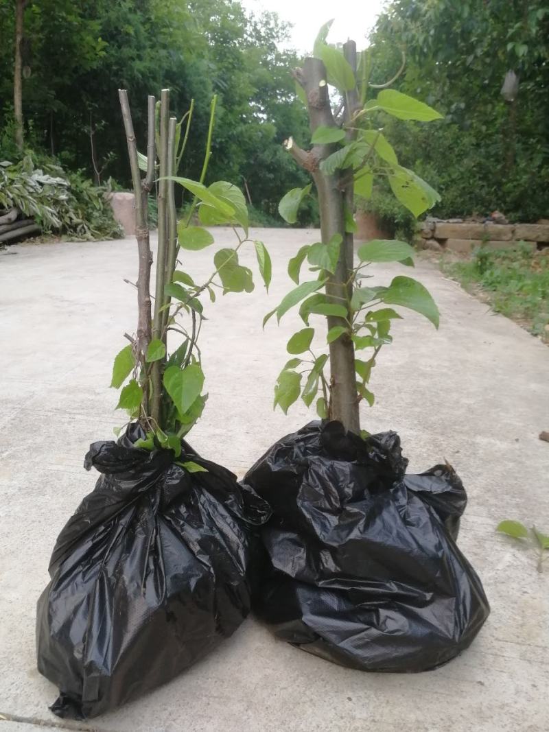 拐枣树苗万寿果苗子鸡爪梨金勾子树大小品种庭院绿化经济