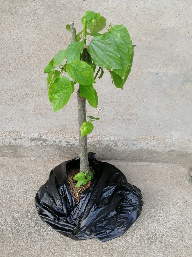拐枣树苗万寿果苗子鸡爪梨金勾子树大小品种庭院绿化经济