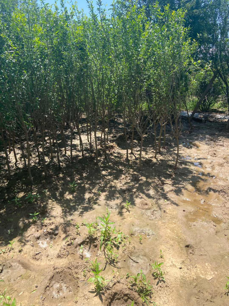 优质石榴苗，花石榴苗，江苏基地花石榴基地