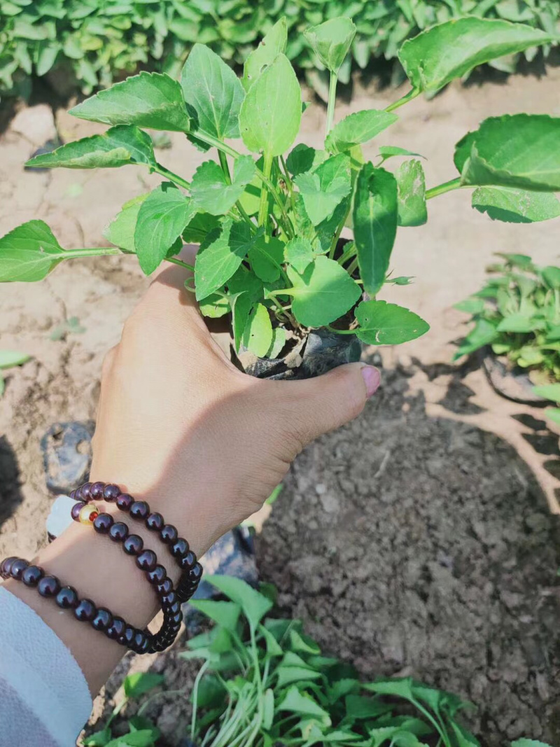 紫花地丁基地直供质优价廉欢迎实地考察