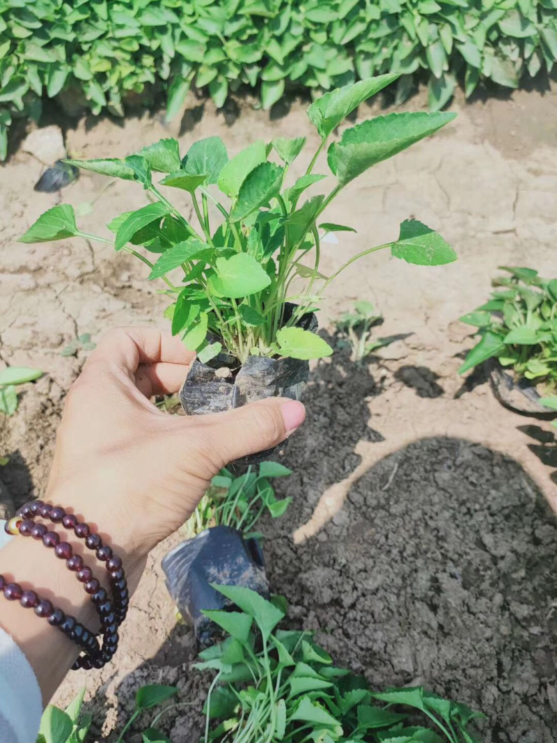 紫花地丁基地直供质优价廉欢迎实地考察