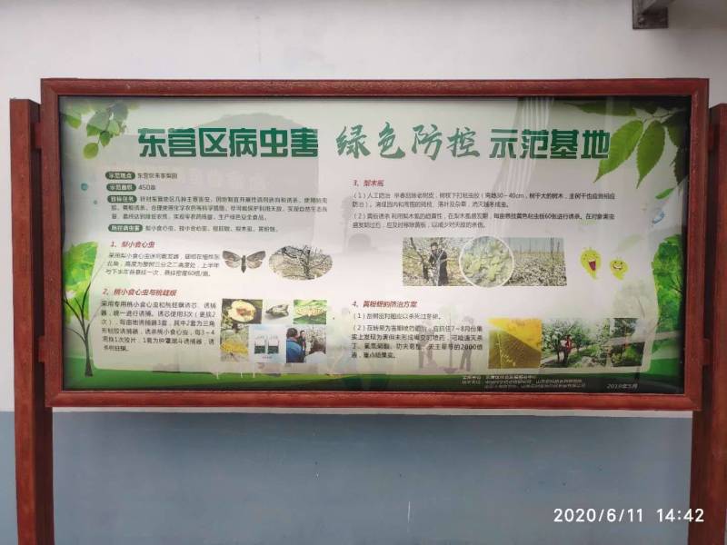 山东东营媚梨七号种植产地自然成熟大量上市对接团购批发