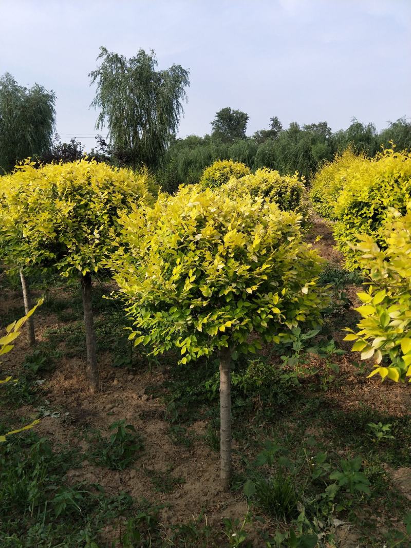 河北金叶榆球绿曦苗圃场，金叶榆球基地，保定