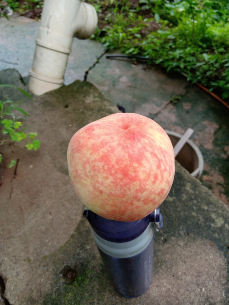 桃树苗，香桃树苗，嫁接苗，三年苗，挂果苗。