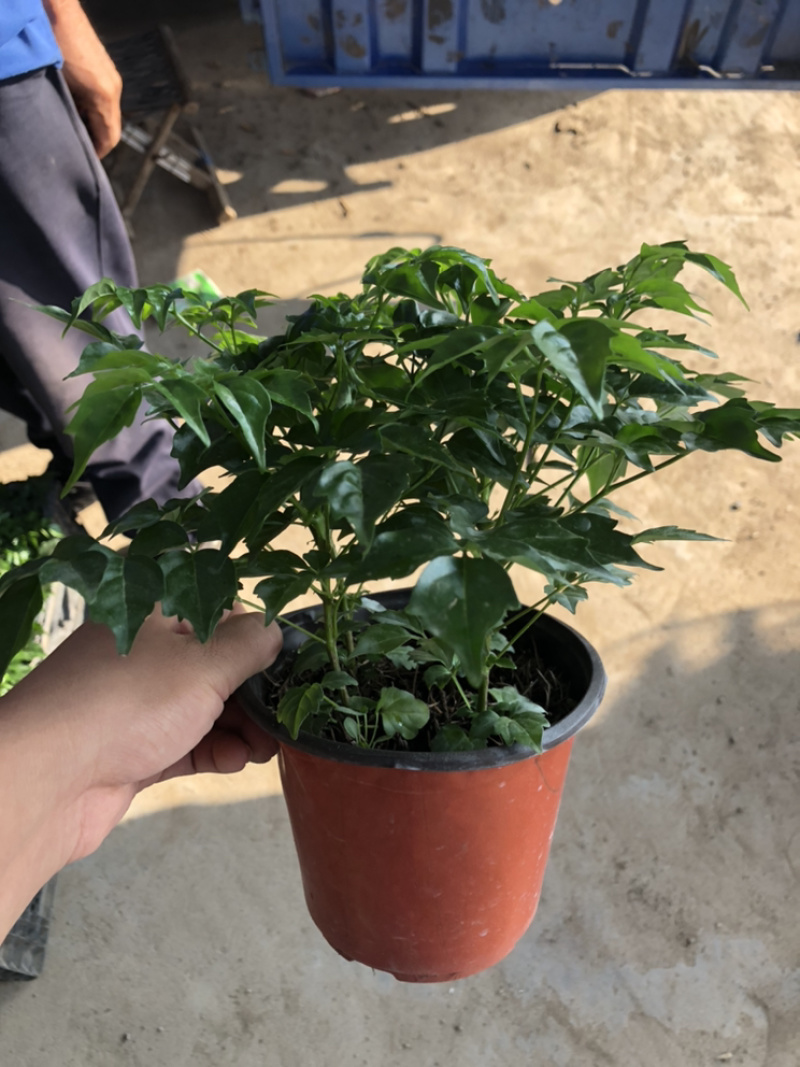 幸福树，四棵苗的小幸福树，量大价优，电商专供