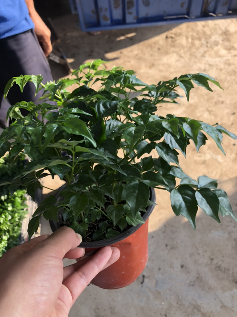 幸福树，四棵苗的小幸福树，量大价优，电商专供