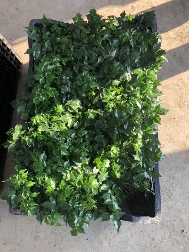 幸福树，四棵苗的小幸福树，量大价优，电商专供