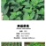 夏季bi选！薄荷盆栽苗可食用新鲜薄荷叶室内驱蚊植物好养易