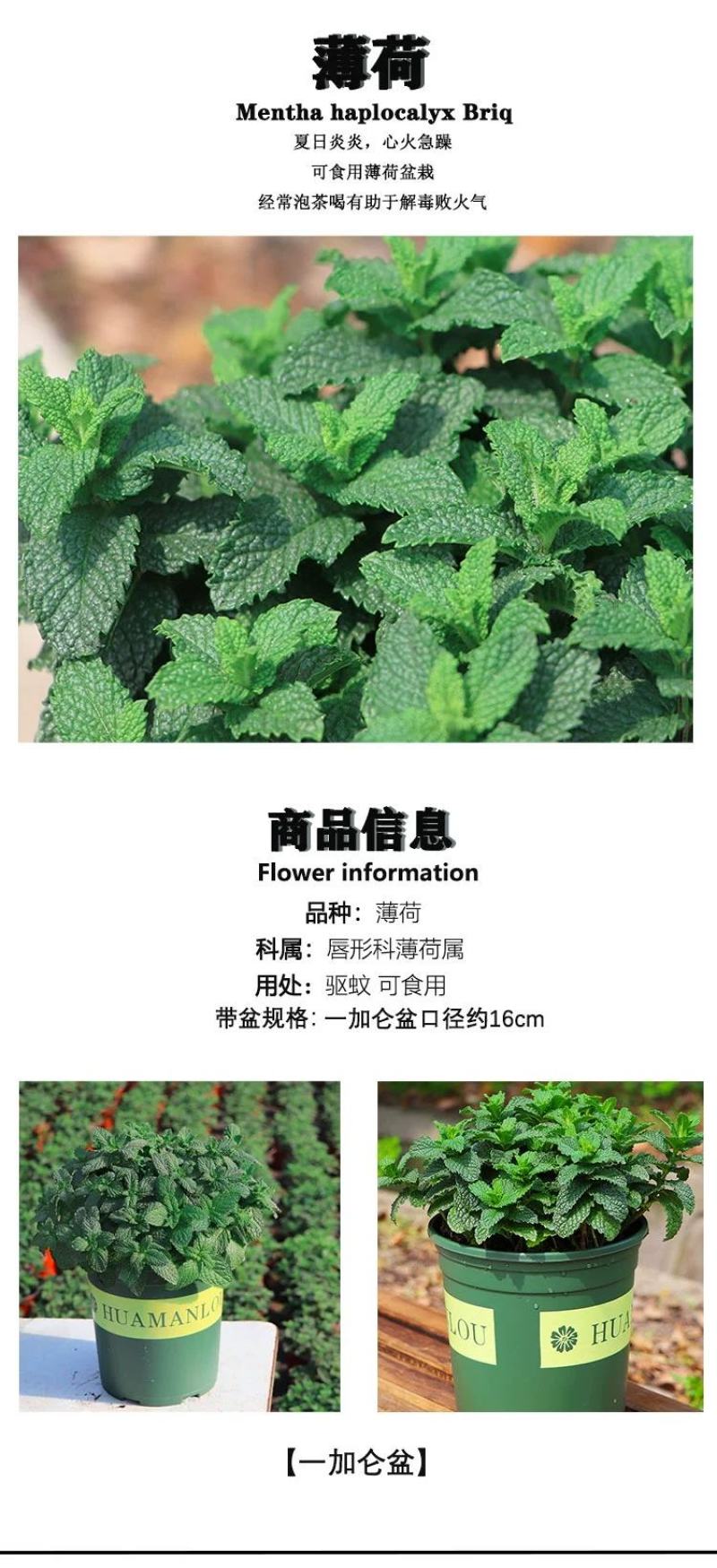 夏季bi选！薄荷盆栽苗可食用新鲜薄荷叶室内驱蚊植物好养易