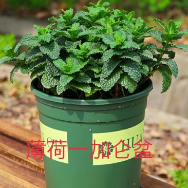 夏季bi选！薄荷盆栽苗可食用新鲜薄荷叶室内驱蚊植物好养易