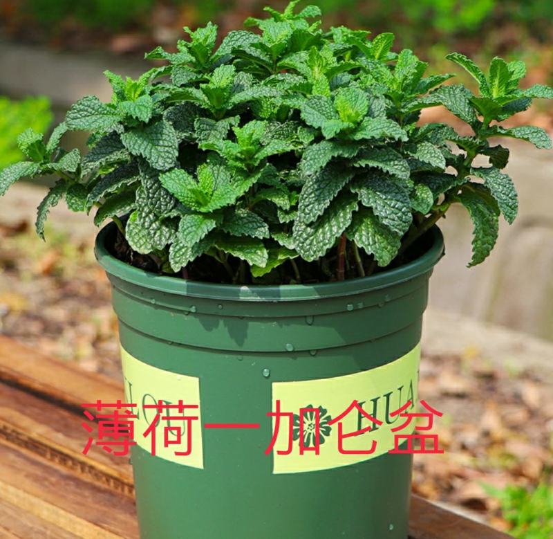 夏季bi选！薄荷盆栽苗可食用新鲜薄荷叶室内驱蚊植物好养易