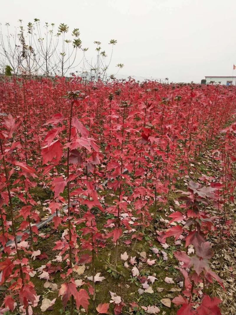 美国红枫基地出售各种规格秋火焰红枫，红点红枫，红冠红枫