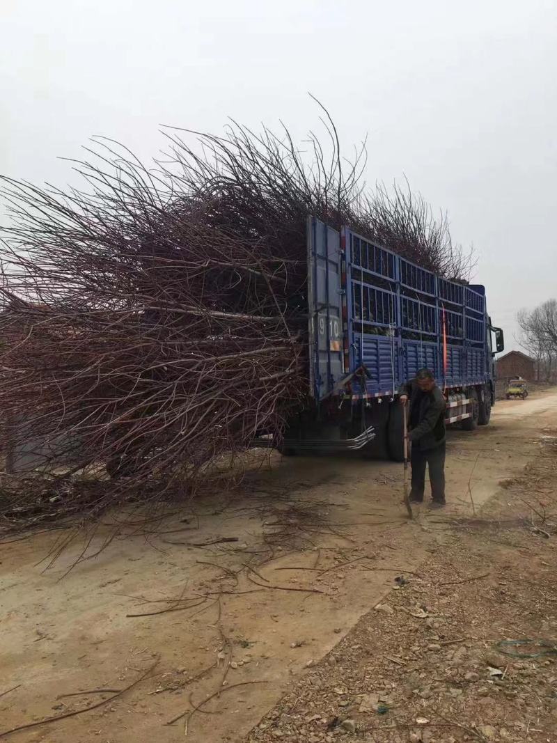 美国红枫基地出售各种规格秋火焰红枫，红点红枫，红冠红枫