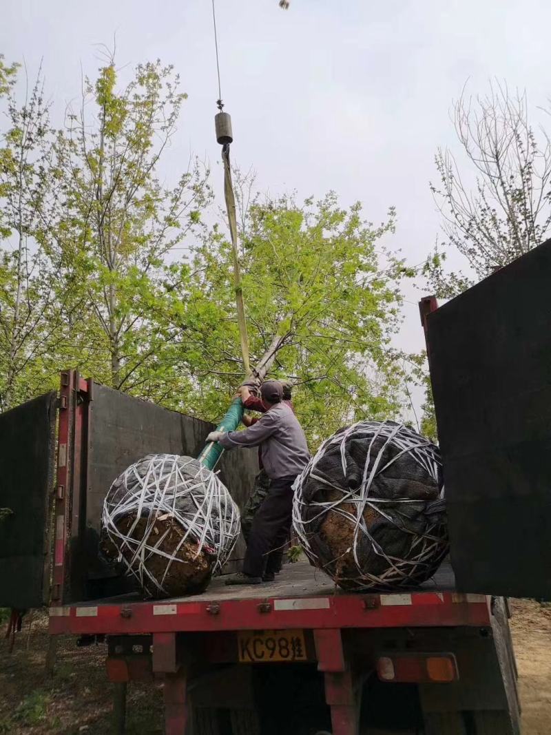 美国红枫基地出售各种规格秋火焰红枫，红点红枫，红冠红枫