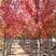 美国红枫基地出售各种规格秋火焰红枫，红点红枫，红冠红枫