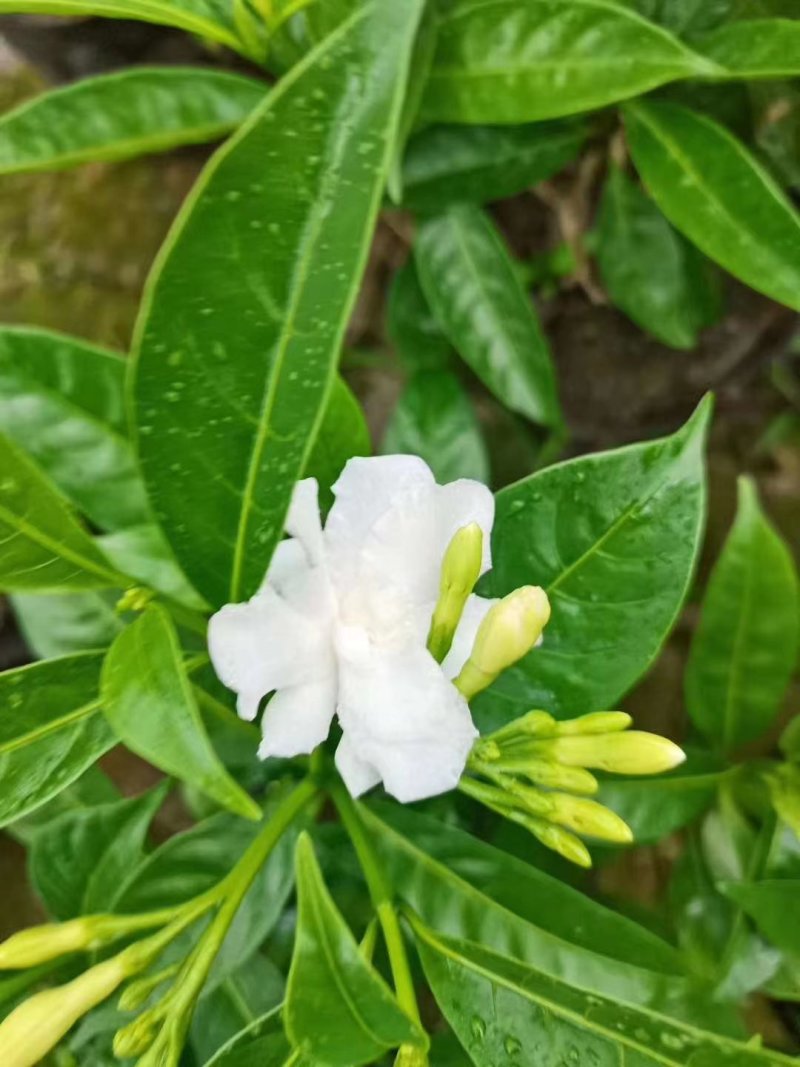 成都丁香基地，出售16杯丁香。