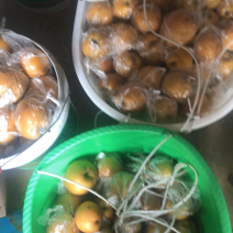 黄花梨现在已经大量上市了有意者可以联系我