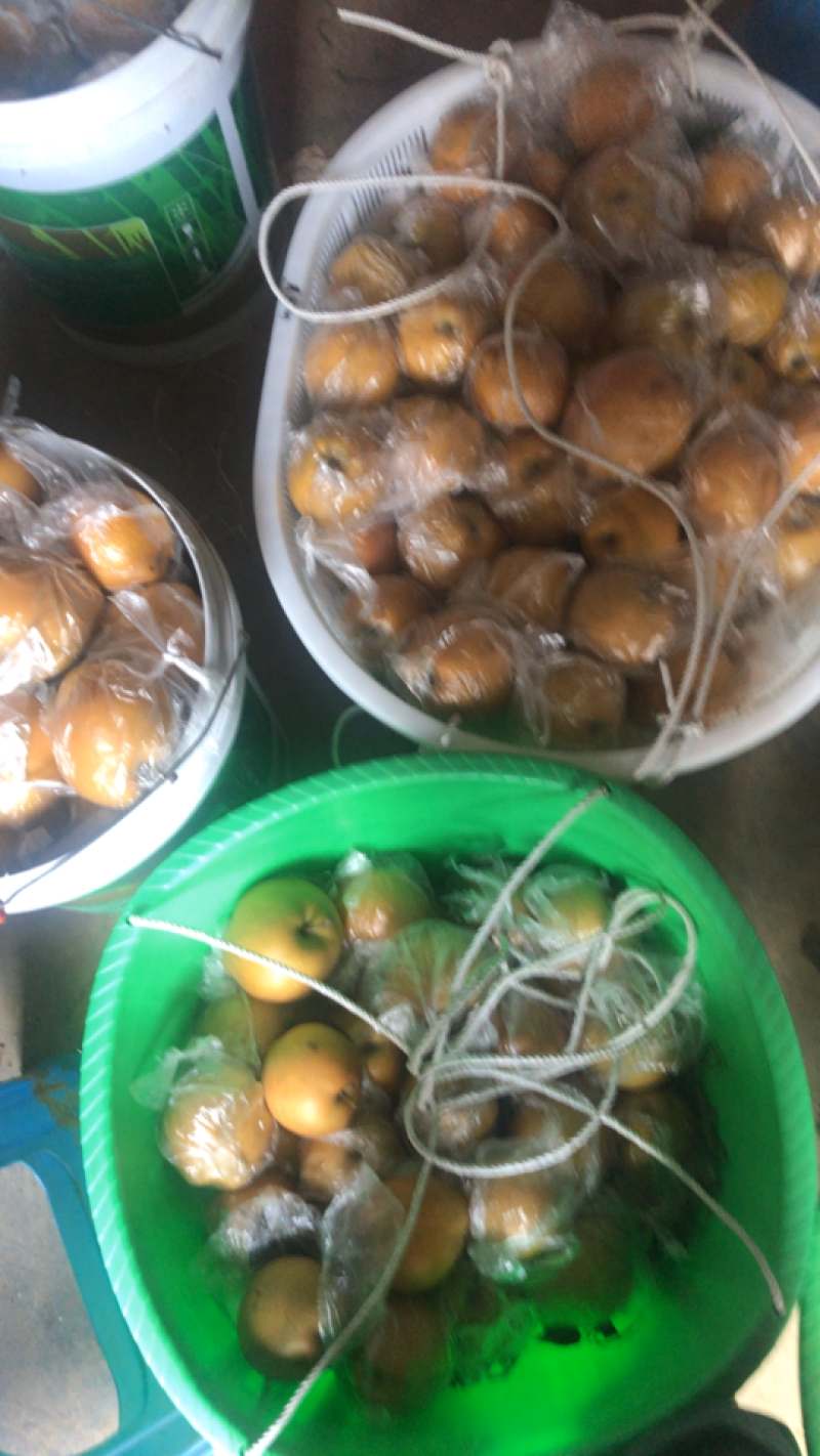 黄花梨现在已经大量上市了有意者可以联系我