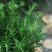 迷迭香盆栽可食用西餐牛排用新鲜香料植物驱蚊草好养的