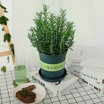 迷迭香盆栽可食用西餐牛排用新鲜香料植物驱蚊草好养的