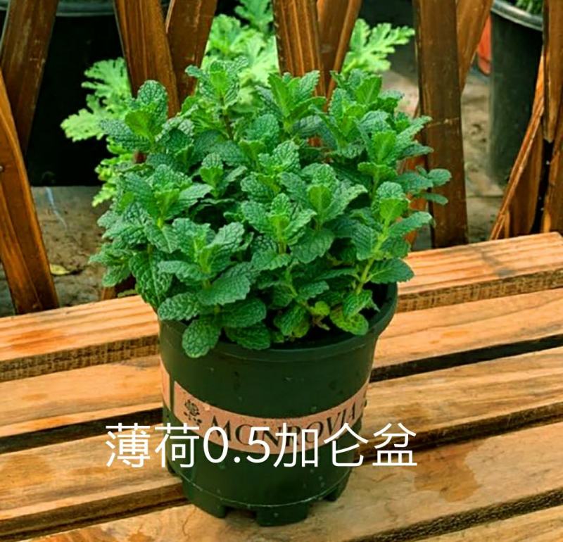 夏季bi选！薄荷盆栽苗可食用新鲜薄荷叶室内驱蚊植物好养易