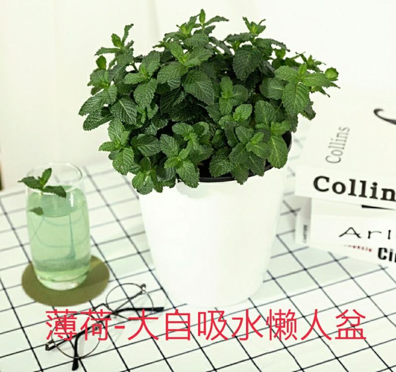 夏季bi选！薄荷盆栽苗可食用新鲜薄荷叶室内驱蚊植物好养易