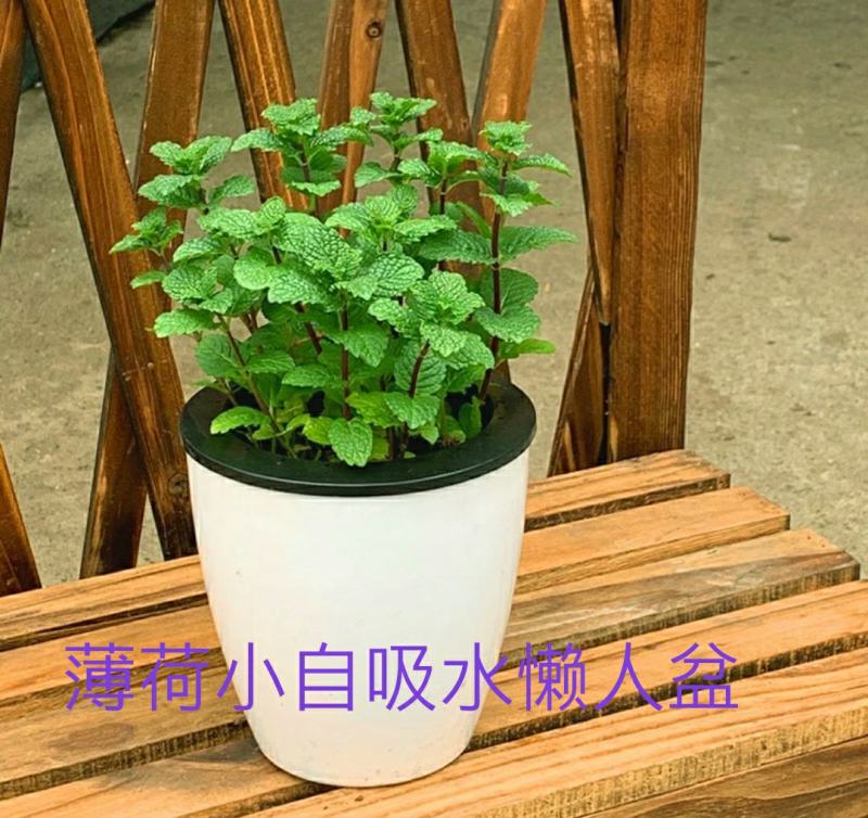 夏季bi选！薄荷盆栽苗可食用新鲜薄荷叶室内驱蚊植物好养易