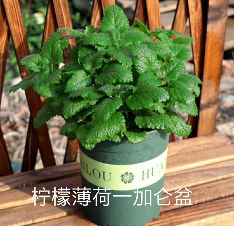 夏季bi选！薄荷盆栽苗可食用新鲜薄荷叶室内驱蚊植物好养易