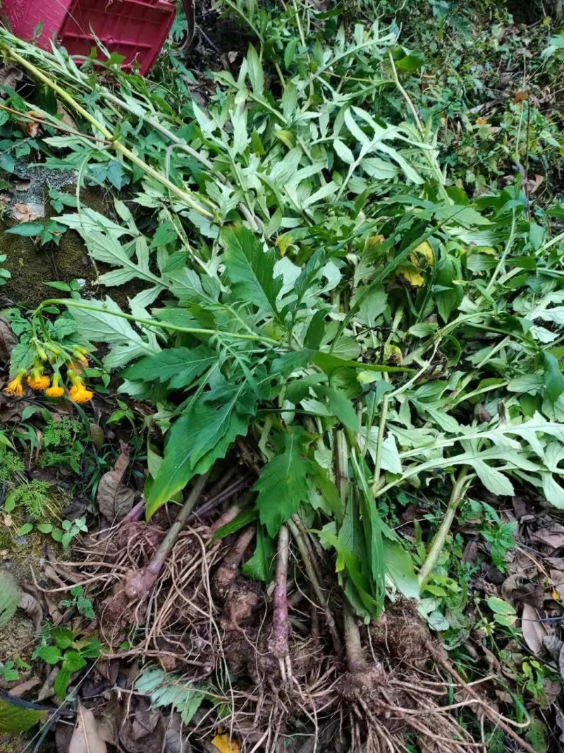 菊三七，，，，野生菊三七